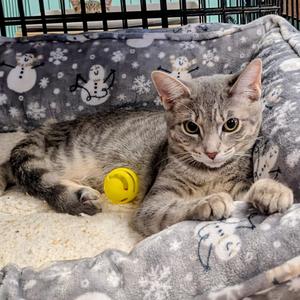 Charlotte, adult, available for adoption