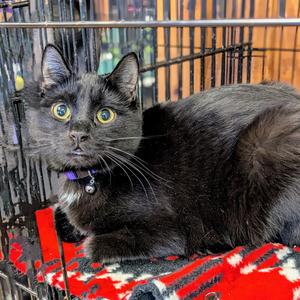 Hailee, adult, available for adoption