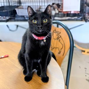 Hailee, adult, available for adoption