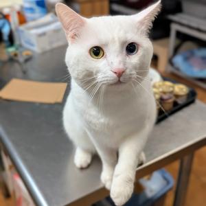 Bello, adult, available for adoption