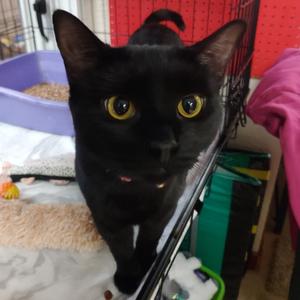 Ginger, adult, available for adoption