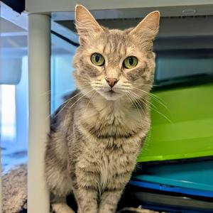 Belle, adult, available for adoption