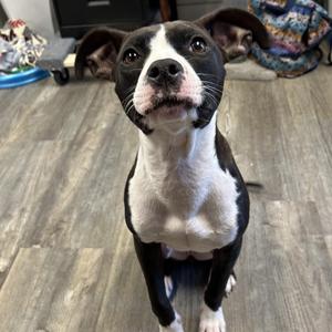 Matilda, Pit Bull Terrier, young, available for adoption