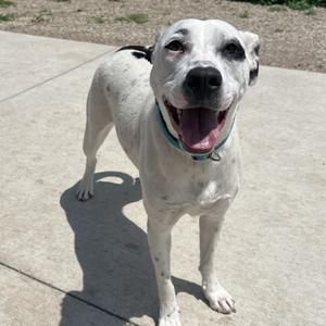 A white dog with black spots is standing on a concrete surface, smiling with its mouth open and tongue out. The dog is wearing a blue collar.