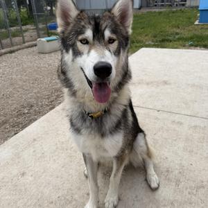 Simba, Husky, young, available for adoption
