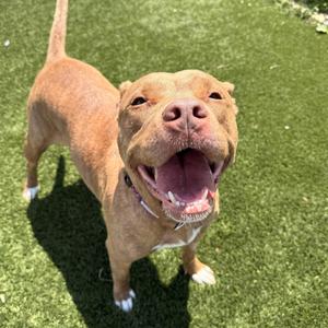 A happy brown dog with a white collar standing on green grass, its mouth open and tongue out, looking up at the camera.