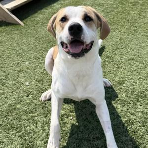 Roxy, Great Pyrenees, young, available for adoption