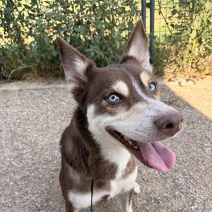 Georgia Peach, Husky, young, available for adoption
