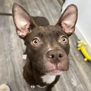 Eleanor, Pit Bull Terrier, young, available for adoption