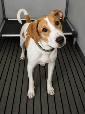 Noah, Mixed Breed, puppy, available for adoption