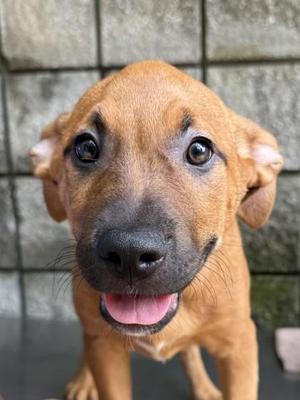 Curly, Mixed Breed, puppy, available for adoption