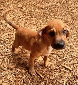 Moe, Mixed Breed, puppy, available for adoption