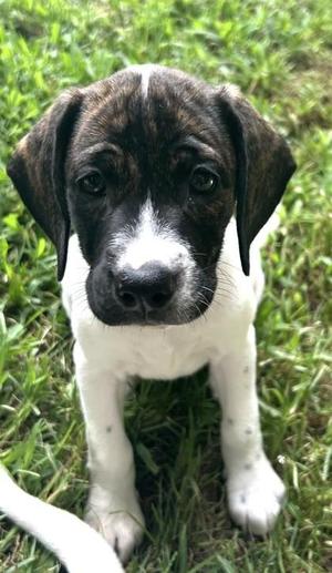 Lyra, Mixed Breed, puppy, available for adoption