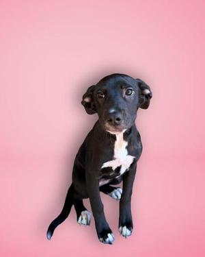 A black and white puppy sitting on a pink background