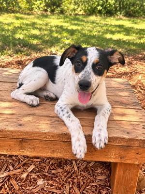 Winnie, Mixed Breed, puppy, available for adoption