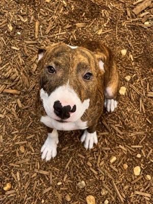 Brando, Mixed Breed, puppy, available for adoption