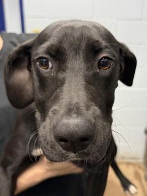 Navani, Labrador Retriever / Pointer, puppy, available for adoption
