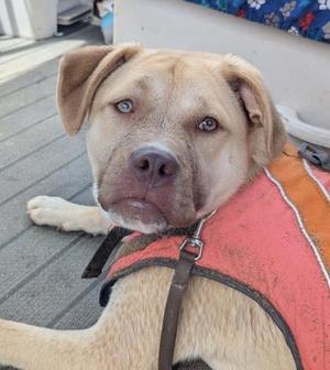 A light brown dog with heterochromia (one blue eye, one brown eye) wears a reddish-orange life vest and looks at the camera.