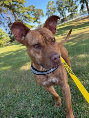 A brown dog with floppy ears and a yellow leash stands on a grassy field, looking towards the camera.
