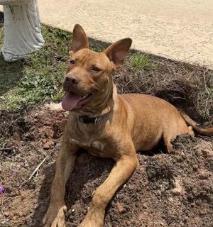 Red, Pit Bull Terrier / Mixed Breed, puppy, available for adoption