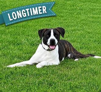 Orpheus, Saint Bernard / Australian Shepherd, young, available for adoption