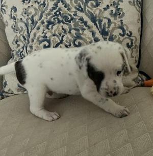 A white puppy with black spots standing on a beige couch, with a patterned blue and white pillow in the background.