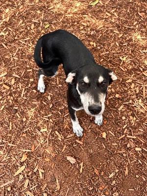 Alaska, Mixed Breed, puppy, available for adoption