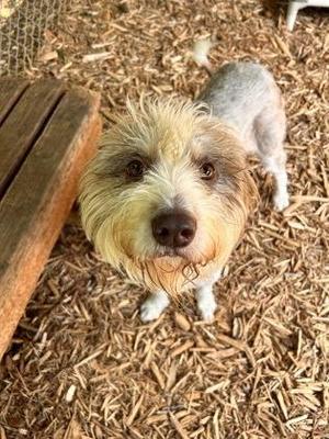 Camilla, Terrier / Standard Poodle, adult, available for adoption
