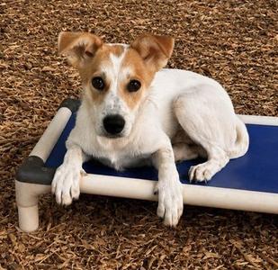 Bindi, Fox Terrier / Mixed Breed, puppy, available for adoption
