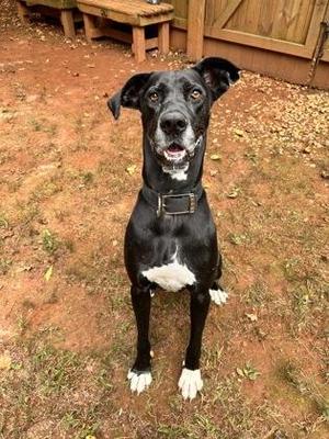 Lucy, Great Dane / Mixed Breed, adult, available for adoption