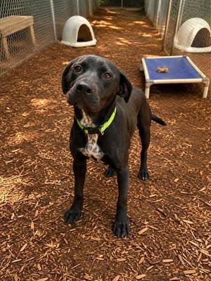 Venli, Labrador Retriever / Pointer, puppy, available for adoption