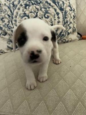 A white puppy with black spots on its face and ears standing on a textured surface.