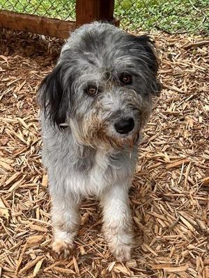 Gonzo, Standard Poodle / Terrier, young, available for adoption