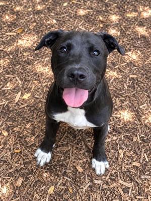 Pauly, Mixed Breed, puppy, available for adoption