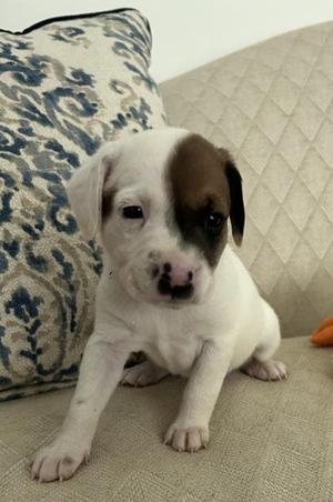 A small white and brown puppy sitting on a couch with a patterned pillow behind it.