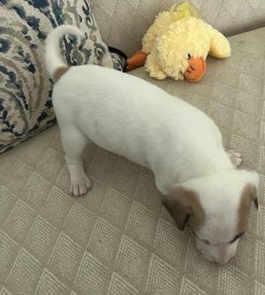A white puppy with brown ears and a curled tail is lying on a textured beige surface, possibly a couch or bed. The puppy is sniffing the surface, and there is a yellow stuffed duck toy in the background.