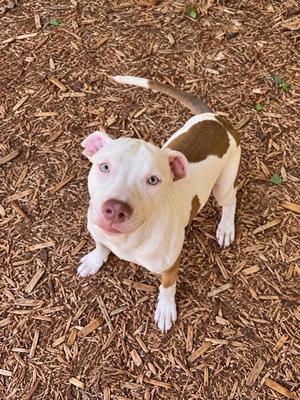 Vanilla Ice, Pit Bull Terrier / Mixed Breed, adult, available for adoption