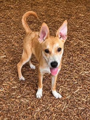Law, Siberian Husky / Labrador Retriever, puppy, available for adoption