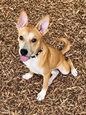 Law, Siberian Husky / Labrador Retriever, puppy, available for adoption