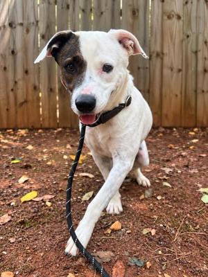 Clover, Mixed Breed, adult, available for adoption