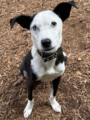 Dobby, Mixed Breed, young, available for adoption