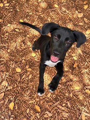 Sully, Mixed Breed, puppy, available for adoption