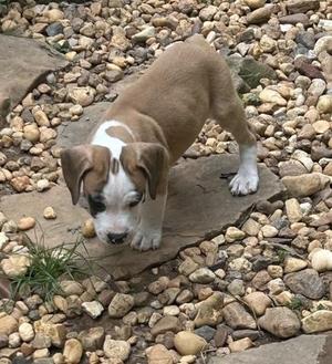 a brown and white puppy standing on a rocky surface