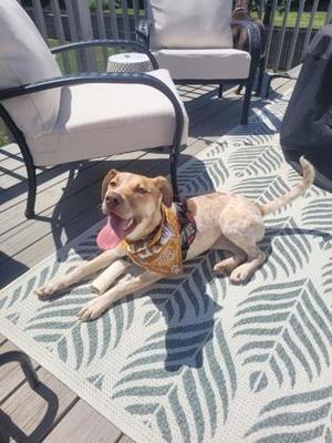 A happy dog lying on a patterned rug on a deck, wearing a bandana.