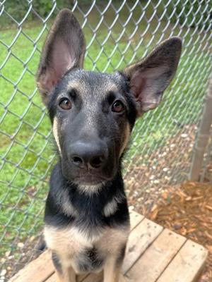 Hogan, German Shepherd Dog / Mixed Breed, puppy, available for adoption