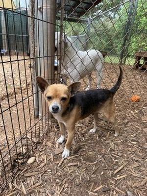 Rocky, Chihuahua / Mixed Breed, senior, available for adoption