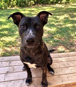 Ace, Pit Bull Terrier / Mixed Breed, young, available for adoption