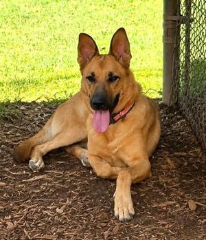 Betty, German Shepherd Dog / Mixed Breed, adult, available for adoption