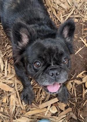 Molly, French Bulldog / Mixed Breed, adult, available for adoption