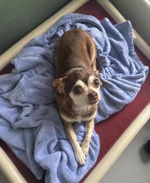 A small brown and white dog lying on a blue towel in a bed